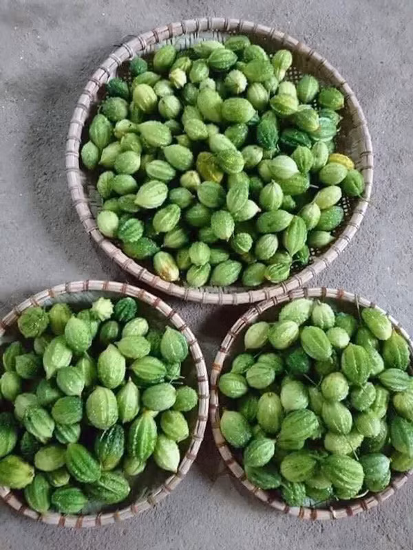 Loai qua san sui, an dang ngat, gia hang tram nghin/kg van duoc ua chuong-Hinh-2