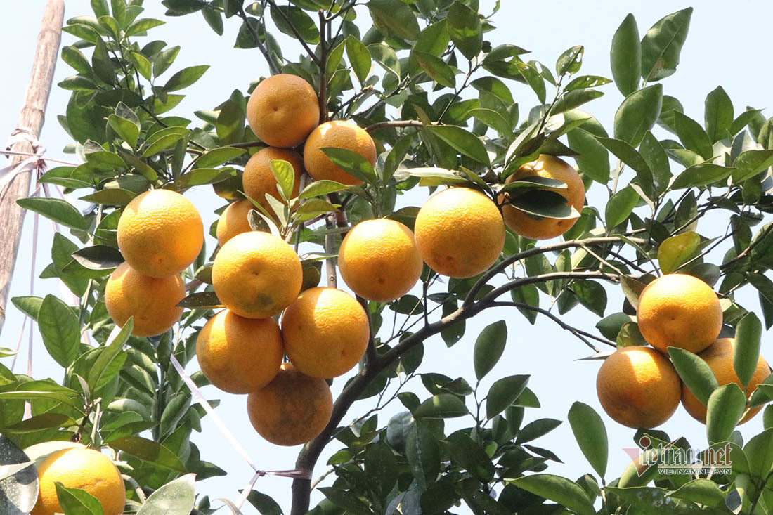 Săn cam tiến vua ngâm rượu Tết, 130 nghìn đồng một quả chưa bán ảnh 7