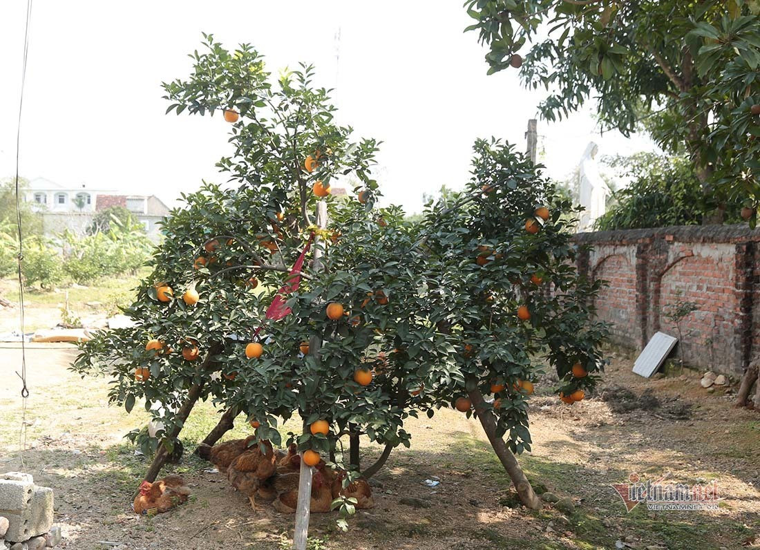 Săn cam tiến vua ngâm rượu Tết, 130 nghìn đồng một quả chưa bán ảnh 1