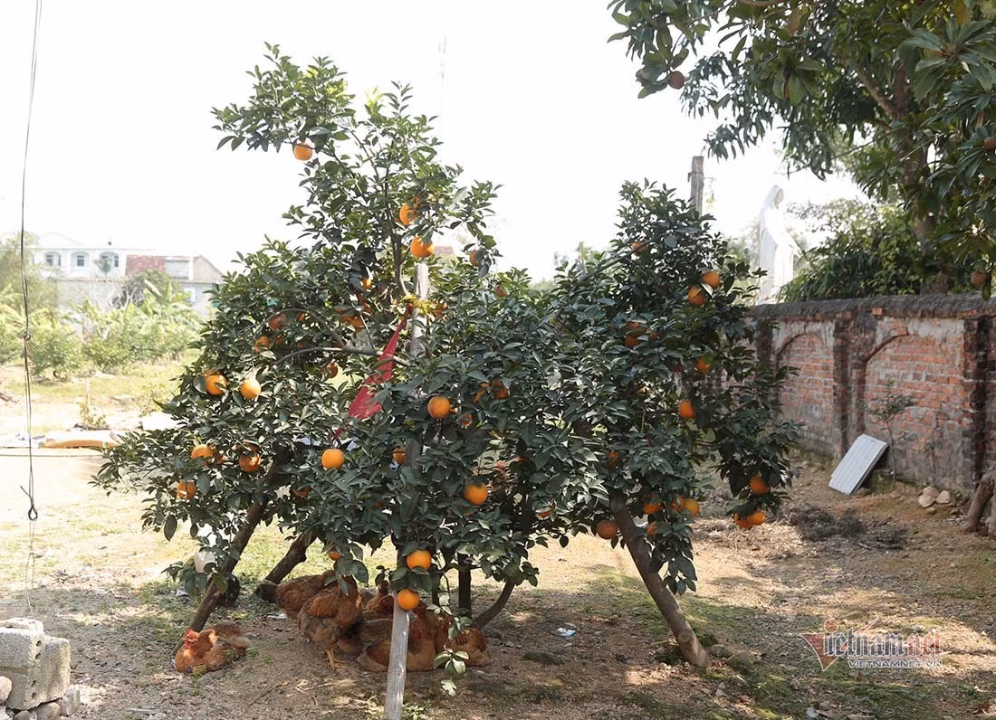Săn cam tiến vua ngâm rượu Tết, 130 nghìn đồng một quả chưa bán ảnh 1