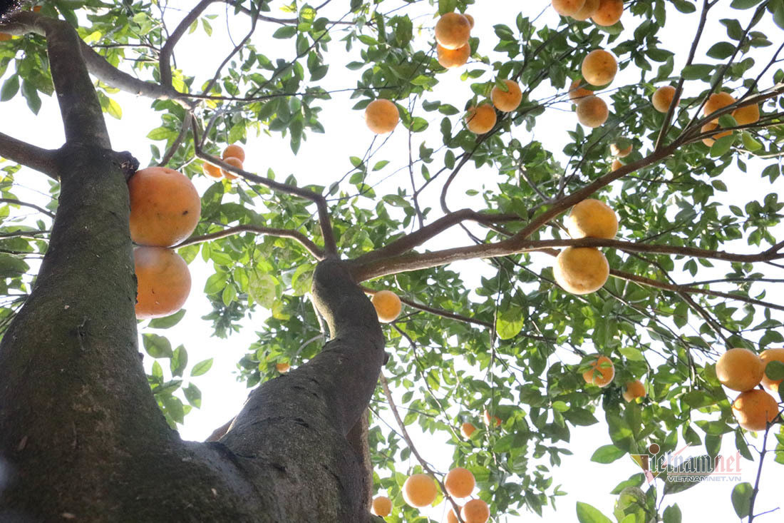 Săn cam tiến vua ngâm rượu Tết, 130 nghìn đồng một quả chưa bán ảnh 8