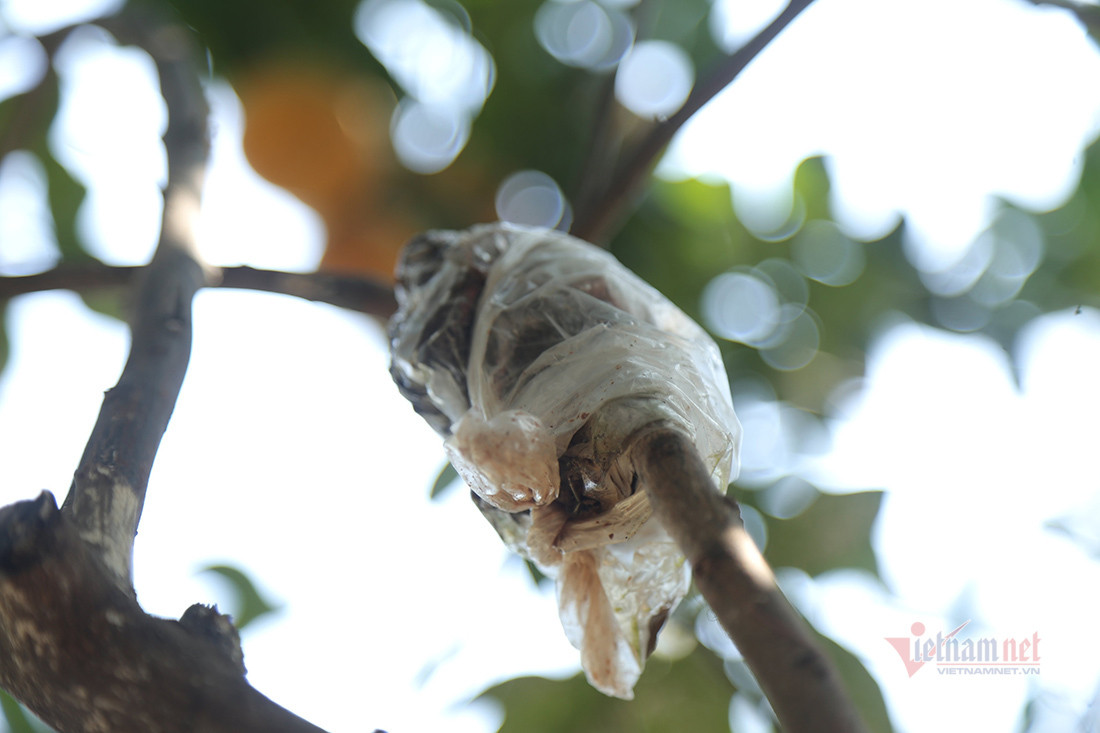 Săn cam tiến vua ngâm rượu Tết, 130 nghìn đồng một quả chưa bán ảnh 10