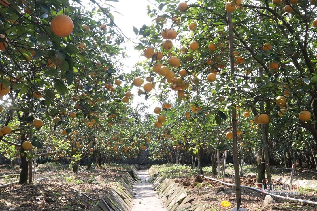 Săn cam tiến vua ngâm rượu Tết, 130 nghìn đồng một quả chưa bán ảnh 3