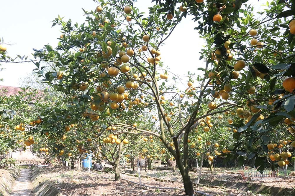 Săn cam tiến vua ngâm rượu Tết, 130 nghìn đồng một quả chưa bán ảnh 4