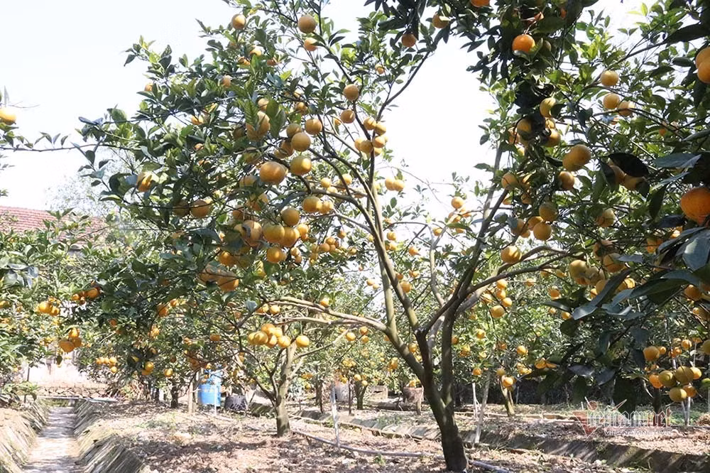 Săn cam tiến vua ngâm rượu Tết, 130 nghìn đồng một quả chưa bán ảnh 4