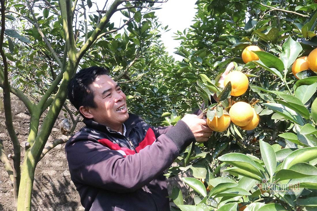 Săn cam tiến vua ngâm rượu Tết, 130 nghìn đồng một quả chưa bán ảnh 2