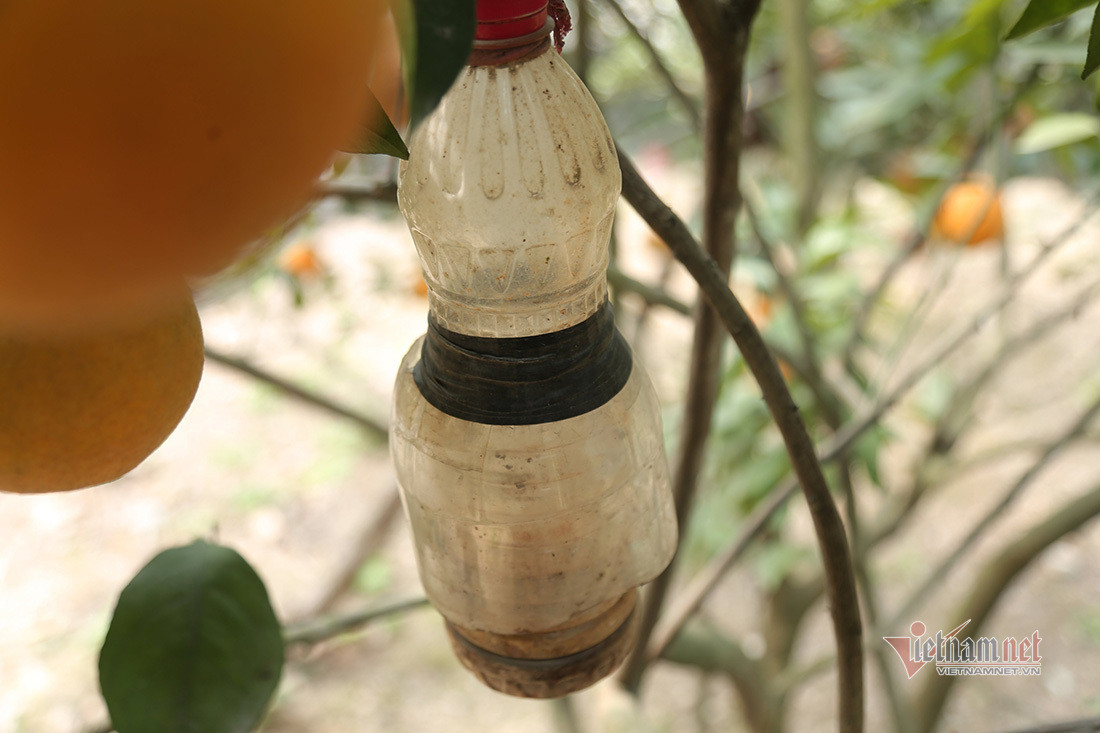 Săn cam tiến vua ngâm rượu Tết, 130 nghìn đồng một quả chưa bán ảnh 12
