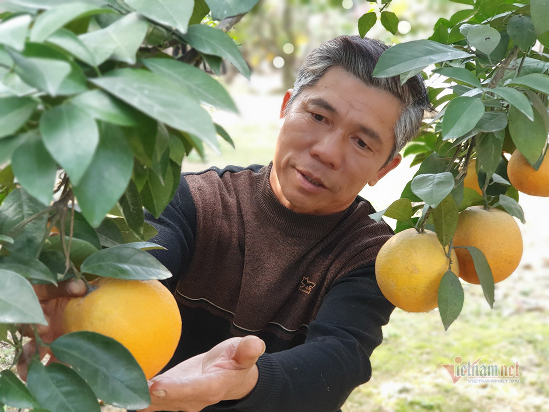 Săn cam tiến vua ngâm rượu Tết, 130 nghìn đồng một quả chưa bán ảnh 11
