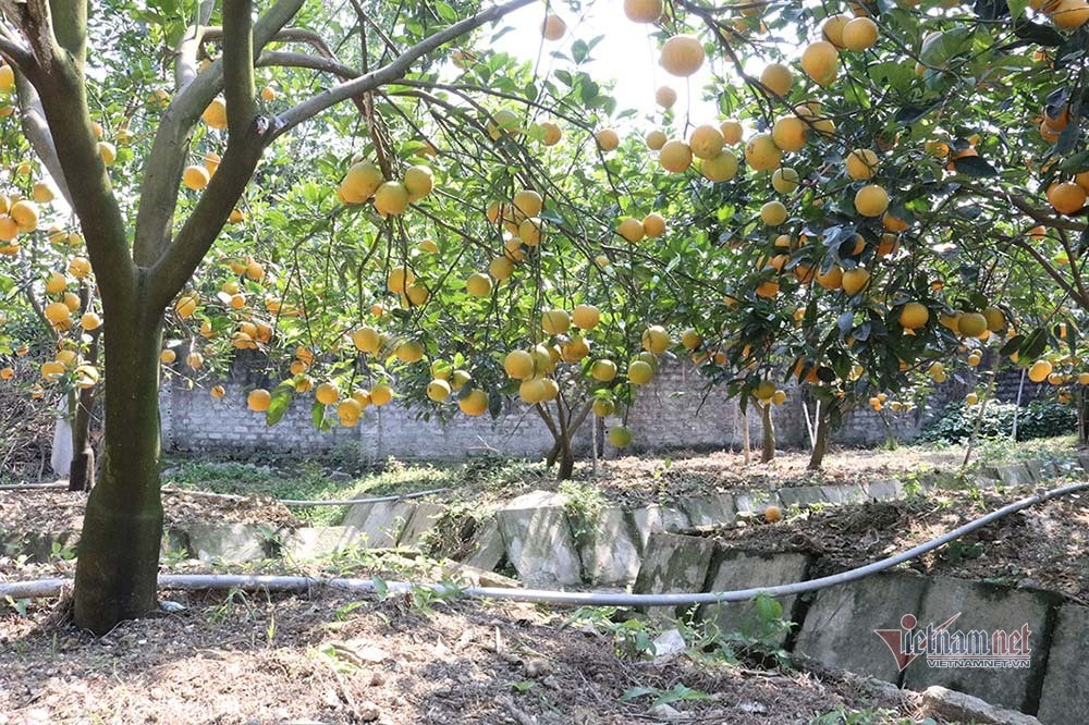 Săn cam tiến vua ngâm rượu Tết, 130 nghìn đồng một quả chưa bán ảnh 13