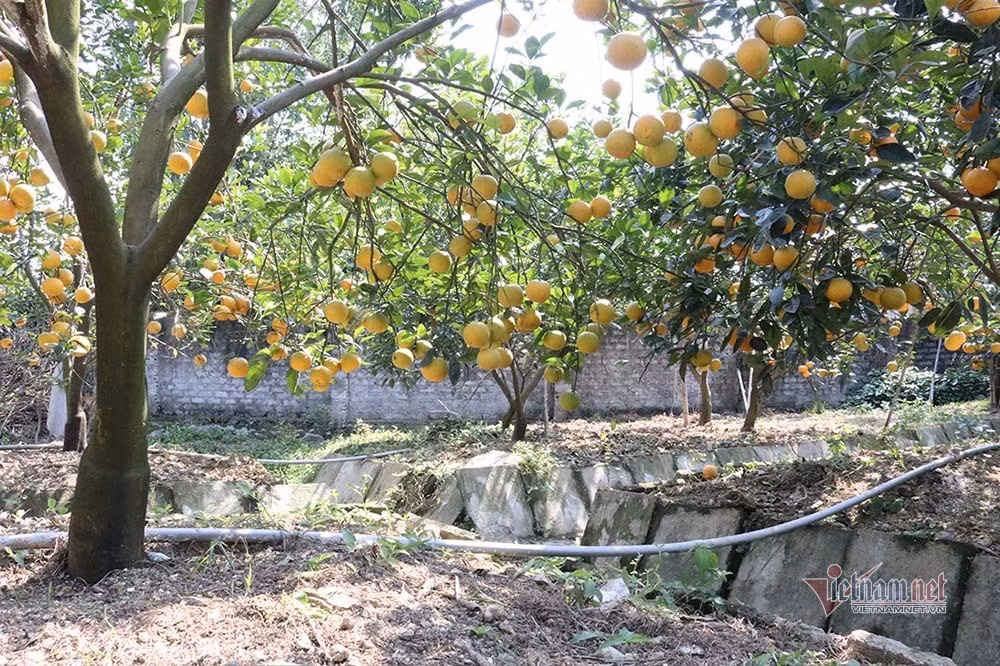 Săn cam tiến vua ngâm rượu Tết, 130 nghìn đồng một quả chưa bán ảnh 13