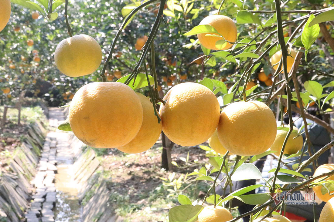 Săn cam tiến vua ngâm rượu Tết, 130 nghìn đồng một quả chưa bán ảnh 9