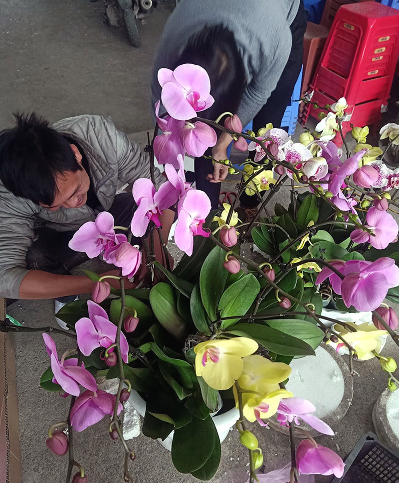 Tho phun son cam cui ghep chau lan ho diep kiem 18 trieu lo Tet