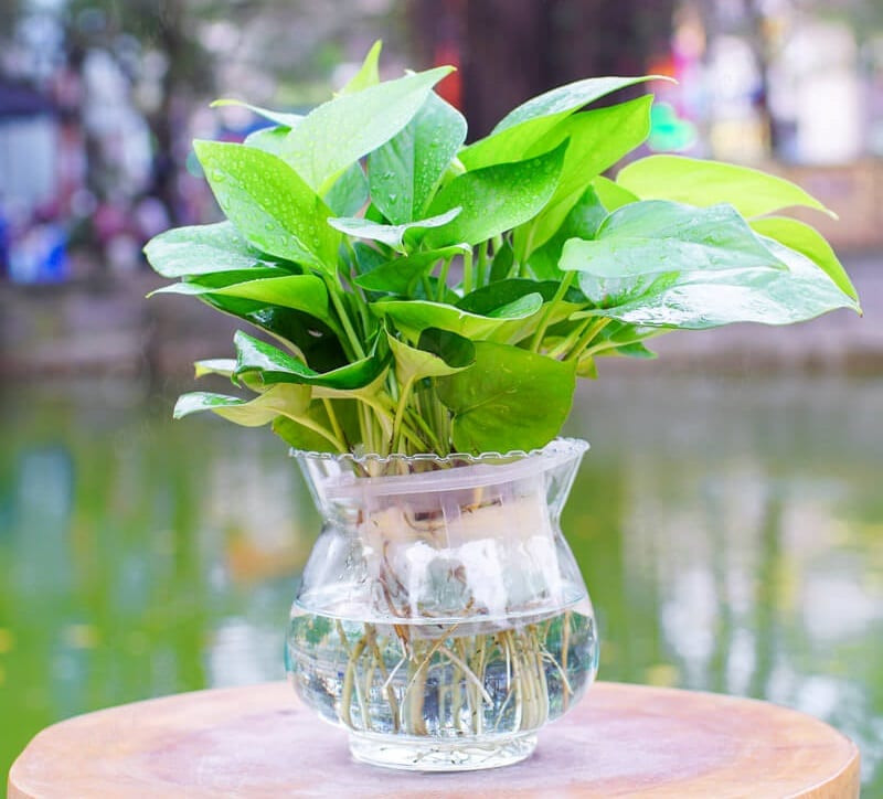 5 loại cây phát tài đặt trên bàn làm việc để hút tài lộc - Hình 5 5 loai cay phat tai dat tren ban lam viec de hut tai loc-Hinh-5