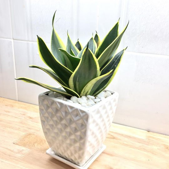 5 loại cây phát tài đặt trên bàn làm việc để hút tài lộc - Hình 2 5 loai cay phat tai dat tren ban lam viec de hut tai loc-Hinh-2