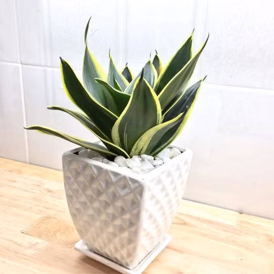 5 loại cây phát tài đặt trên bàn làm việc để hút tài lộc - Hình 2 5 loai cay phat tai dat tren ban lam viec de hut tai loc-Hinh-2