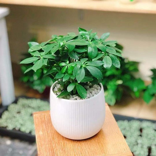 5 loại cây phát tài đặt trên bàn làm việc để hút tài lộc - Hình 4 5 loai cay phat tai dat tren ban lam viec de hut tai loc-Hinh-4