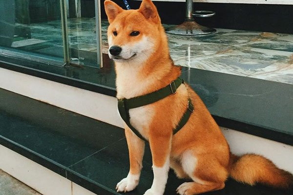 6 con vat la de tu cua Than Tai, nuoi trong nha de ruoc tai loc-Hinh-2