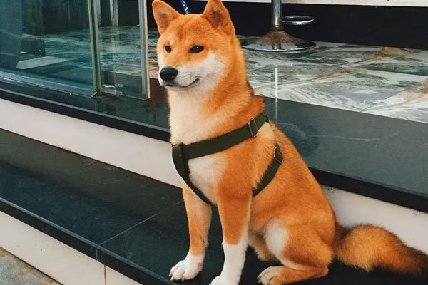 6 con vat la de tu cua Than Tai, nuoi trong nha de ruoc tai loc-Hinh-2