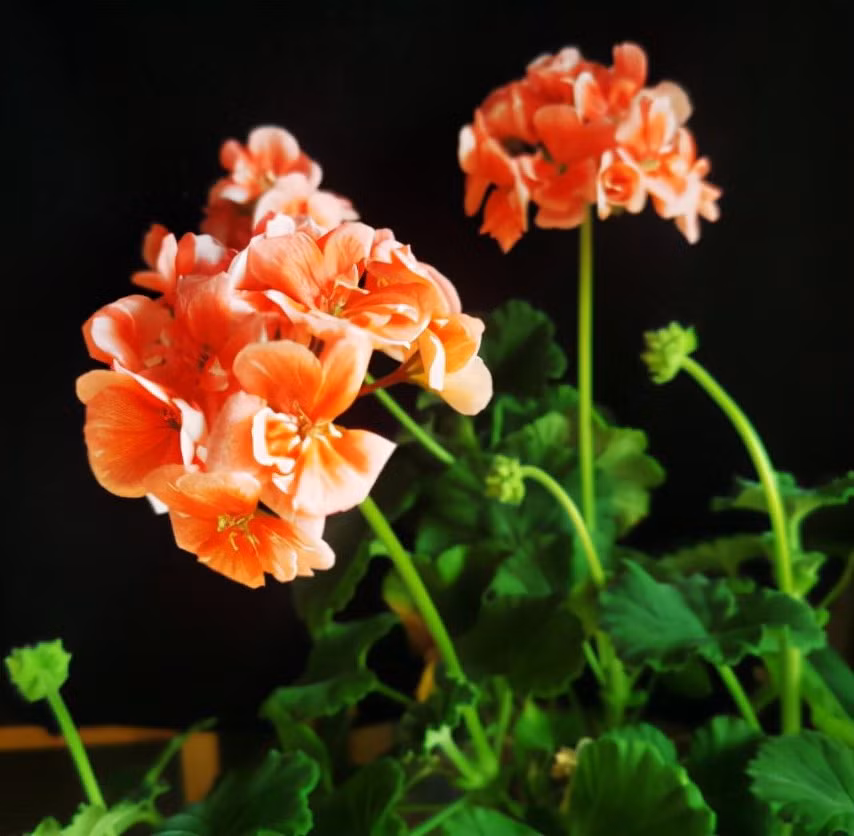 Tre sinh vao 5 thang Am lich nay, tai duc song toan, tuong lai tuoi sang-Hinh-2