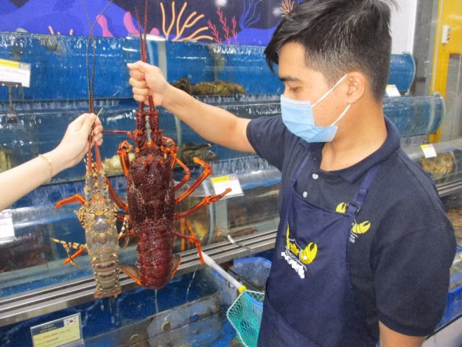 Loại tôm hùm khổng lồ ngon nhất thế giới đổ bộ Việt Nam ảnh 1