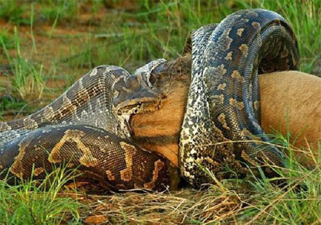 Chuột lang nước là loài chuột lớn nhất trên thế giới, trọng lượng cơ thể trung bình khoảng 40-60 kg, có con nặng gần 100 kg. Đây là loài động vật sống rất nhiều ở rừng Amazon, nguồn thức ăn ưa thích của loài trăn Anaconda.