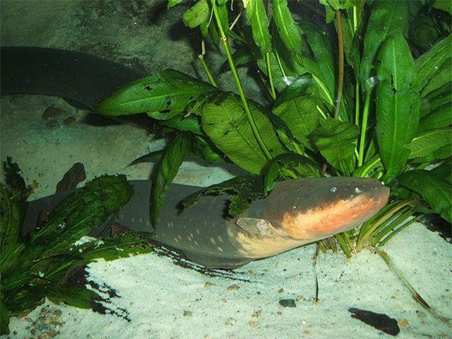 Loài vật sống trên sông Amazon có thể phóng điện: Lươn điện. Không cần kích thước lớn hay nọc độc, lươn điện ở sông Amazon cũng có thể khiến nhiều động vật, thậm chí con người bỏ mạng. Một con lươn điện trưởng thành có thể tạo ra dòng điện 600 V, đủ mạnh để giết chết bất kỳ động vật nào trên thế giới.