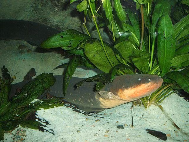 Loài vật sống trên sông Amazon có thể phóng điện: Lươn điện. Không cần kích thước lớn hay nọc độc, lươn điện ở sông Amazon cũng có thể khiến nhiều động vật, thậm chí con người bỏ mạng. Một con lươn điện trưởng thành có thể tạo ra dòng điện 600 V, đủ mạnh để giết chết bất kỳ động vật nào trên thế giới.