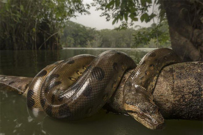 Trăn Anaconda có loài màu xanh, vàng, đốm trắng đen và trăn Anaconda khổng lồ sống ở Bolivia. Đây là loài trăn rất nguy hiểm, chúng thậm chí có thể tấn công cả con người.
