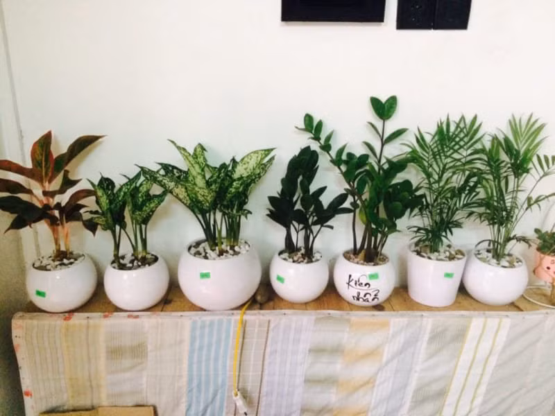 6 thang cuoi nam dat cay phong thuy len ban lam viec cong viec hanh thong-Hinh-2