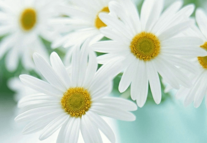 Tháng 9 Âm rực rỡ, 3 con giáp sự nghiệp phất lên như diều gặp gió Thang 9 Am ruc ro, 3 con giap su nghiep phat len nhu dieu gap gio