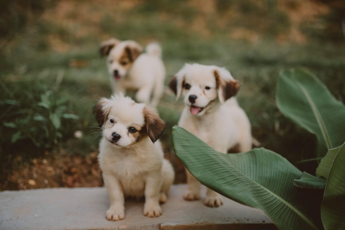 Co gai ve que dung ngoi nha go cheo leo ben suon nui dep me hon-Hinh-14