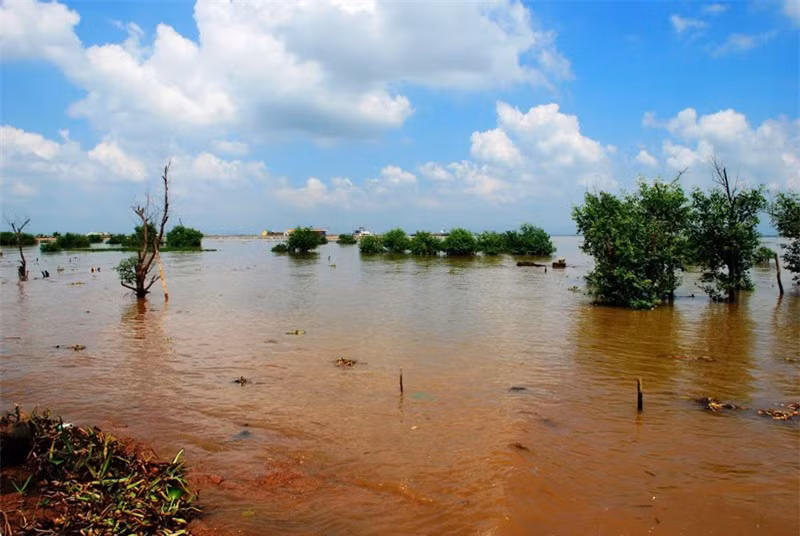  Một bãi cọc nằm trong đầm nước giáp đê sông Chanh, thuộc Yên Giang, thị xã Quảng Yên, tỉnh Quảng Ninh được phát hiện năm 1953. Tới năm 2005, thêm một bãi cọc nữa được tìm thấy ở cánh đồng Vạn Muối (thuộc Nam Hòa, thị xã Quảng Yên, Quảng Ninh). Ảnh: Thanh Sơn HP. 