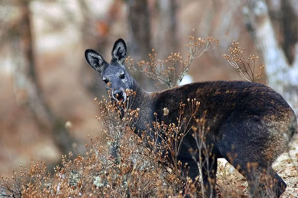 Nhung loai dong vat nao toa mui thom dac biet?
