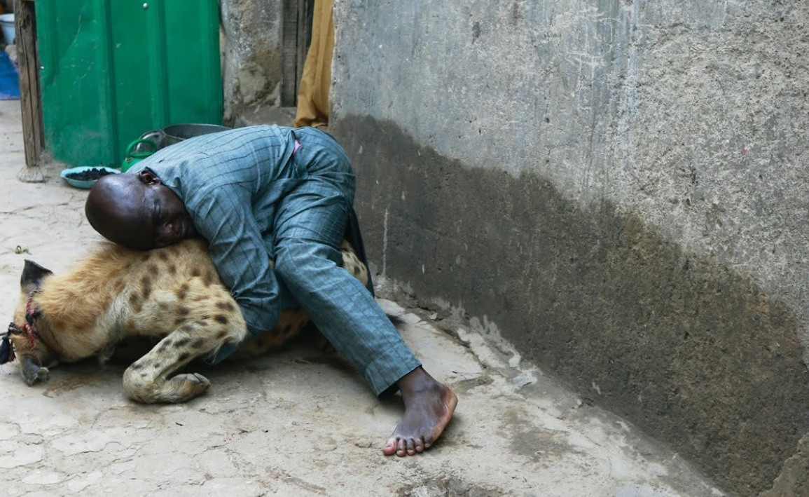 Chindo Musa đang chơi cùng con linh cẩu mà ông nuôi.