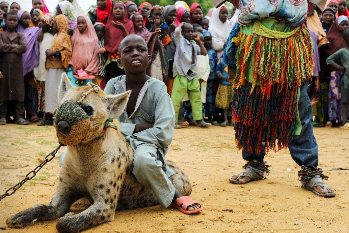 Linh cẩu thường được cho là rất hung dữ và nguy hiểm, nhưng Nasiru Wada - một thủ lĩnh truyền thống của Nigeria, nói rằng linh cẩu là một phần của văn hóa đại chúng ở miền Bắc Nigeria qua nhiều thế hệ.