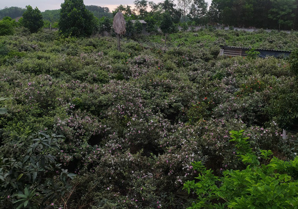 Dem cay dai ve trong ban, nguoi dan ong Lang Son thu ca ty dong/nam-Hinh-3