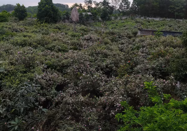 Dem cay dai ve trong ban, nguoi dan ong Lang Son thu ca ty dong/nam-Hinh-3