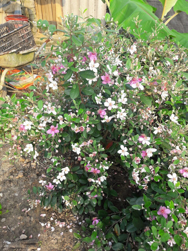 Dem cay dai ve trong ban, nguoi dan ong Lang Son thu ca ty dong/nam-Hinh-2