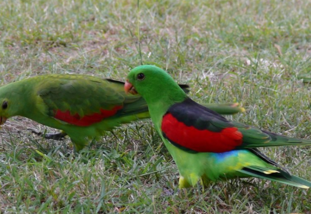 An nhieu xoai bi hong, vet say xin di lai loang choang