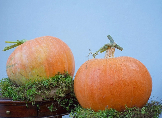 Bi ngo khong lo co gia vai trieu dong/qua, cua hang lay khong kip ban