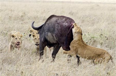 Trau rung don doc thoat chet truoc bay su tu-Hinh-6