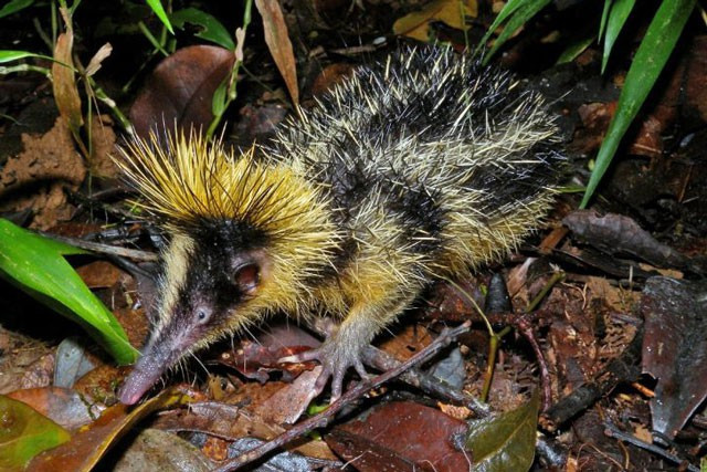 Dua con lai quai di cua chuot chu va nhim