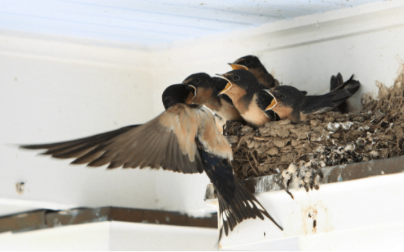 Chim en xay to trong nha se khien gia chu lui bai?