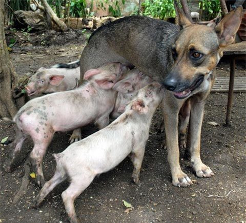 Con chó cái Yeti đang cho 4 con lợn con bú trực ở Camaguey, Cuba.