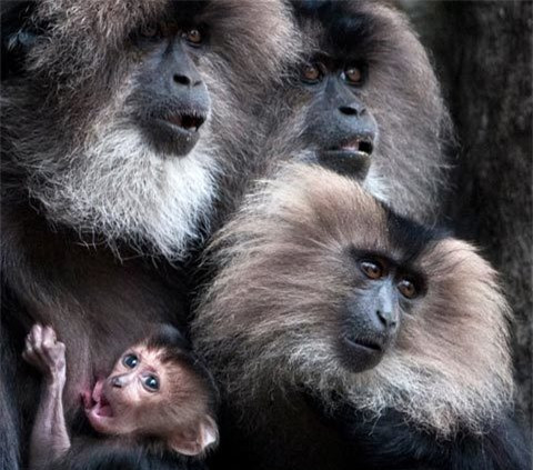 Một gia đình khỉ macaque tại vườn thú Tiergarten ở Berlin, Đức.