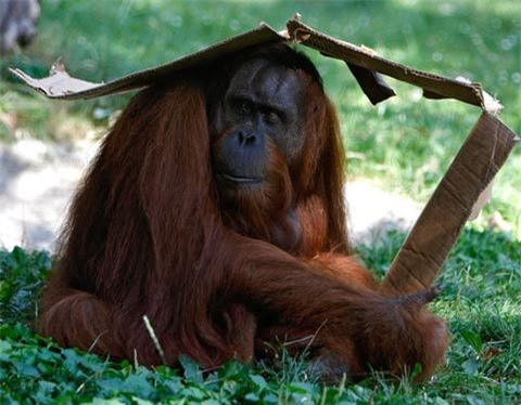 Một con tinh tinh dùng một tấm bìa các-tông để che nắng trong cái oi bức lên tới 38 độ C tại sở thú Budapest ở Hungary. 