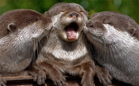 Khoảnh khắc thân mật của 3 con rái cá sau khi đánh chén bữa tối ở Công viên hoang dã Marwell, gần Winchester, Anh.