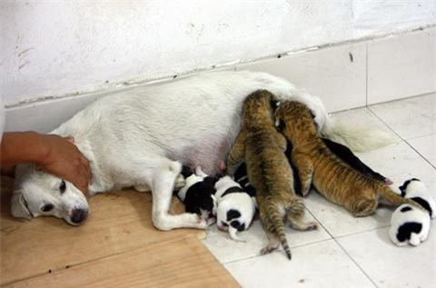 Một con chó nhà được tuyển làm vú nuôi cho 2 con linger non (kết quả lai tạo giữa một con hổ và một con sư tử) ở Ningbo, miền đông Trung Quốc. Bà mẹ chó đang đồng thời cho các con đẻ và 2 con nuôi liger của mình bú.