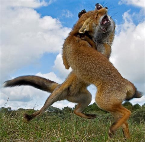 Hai con cáo trong một trận chiến sinh tử ở gần Haarlem, Hà Lan.