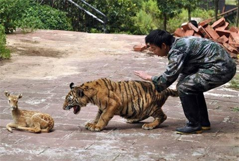 Các nhân viên tại Công viên bảo tồn động vật hoang dã Vân Nam, Trung Quốc đang cố gắng đánh thức bản năng săn mồi của một nhóm báo và sư tử non nuôi nhốt bằng mô hình một con nai bằng nhựa.